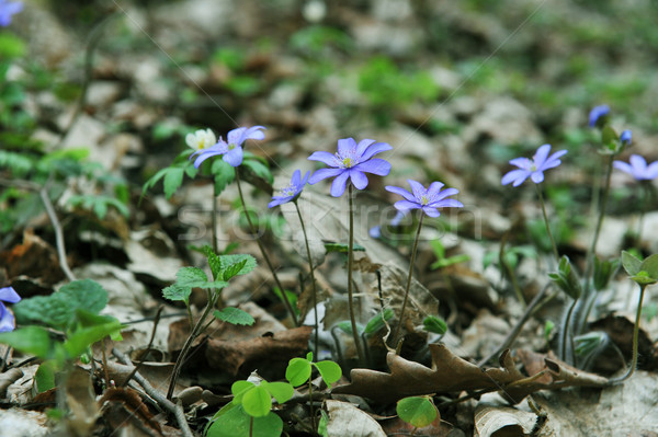 Blossoming hepatica Stock photo © taden