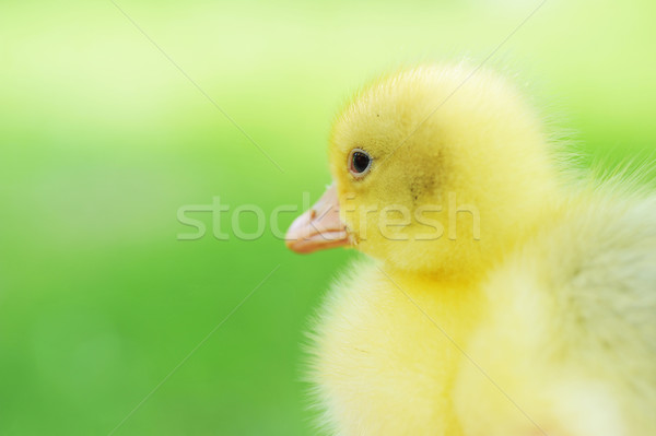 Cute puszysty chick 7 dni starych Zdjęcia stock © taden