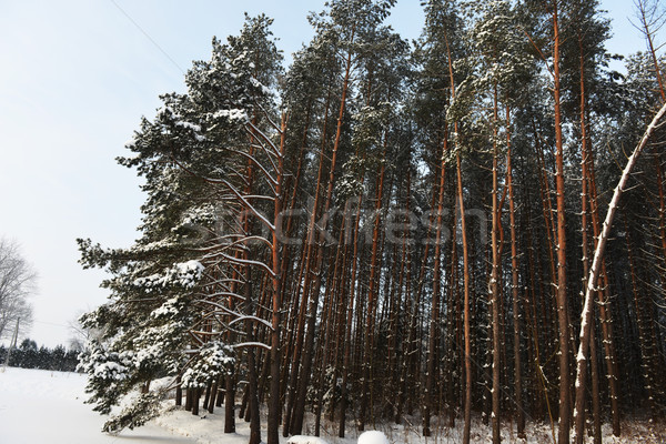  winter landscape Stock photo © taden