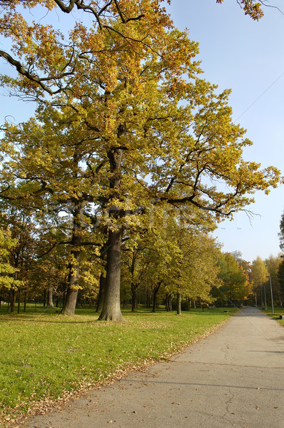 oak with yellow leaves Stock photo © taden
