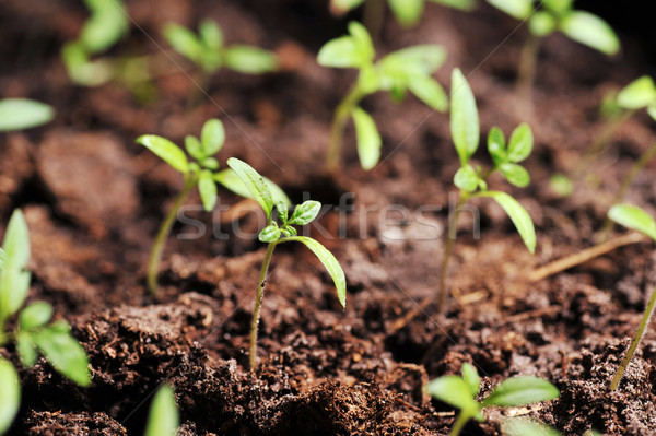 Spruit tomaat aarde veld groene vuil Stockfoto © taden