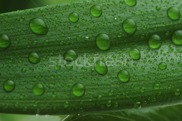 Jasne zielony liść kropla wody wody roślin Zdjęcia stock © taden