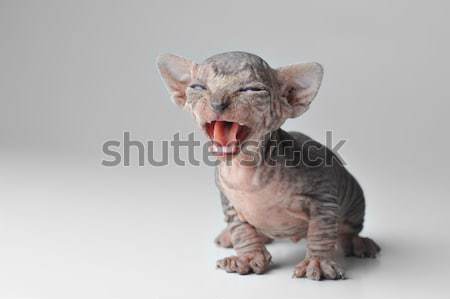 small cat Stock photo © taden