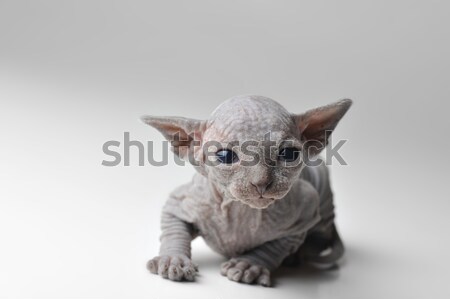 Stock photo: small cat