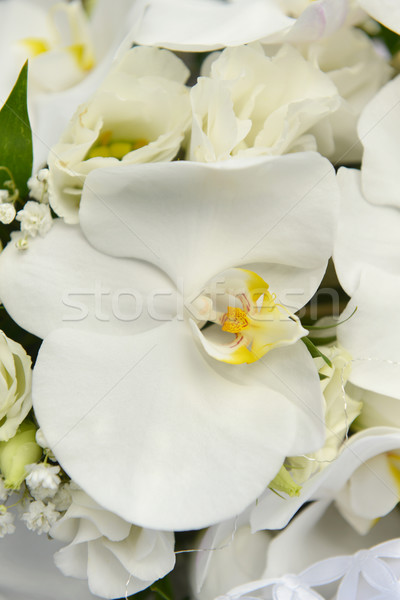 white orchid Stock photo © taden