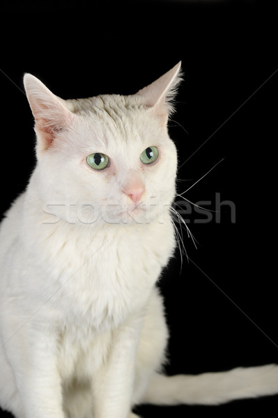 Branco gato doméstico bonitinho isolado olhos natureza Foto stock © taden