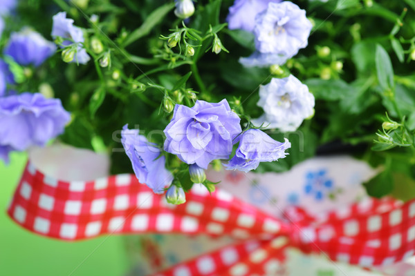 campanula flowers Stock photo © taden