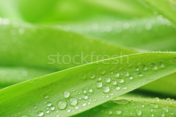  stalks with leaves Stock photo © taden