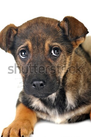 Perro marrón pelo animales estudio hermosa mascotas Foto stock © taden