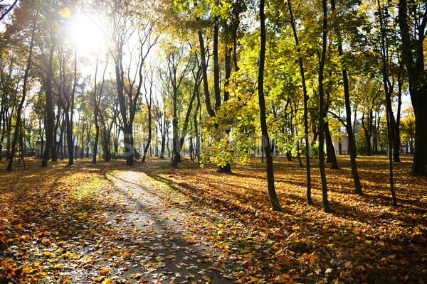 Сток-фото: лист · осень · парка · Солнечный · осень · день