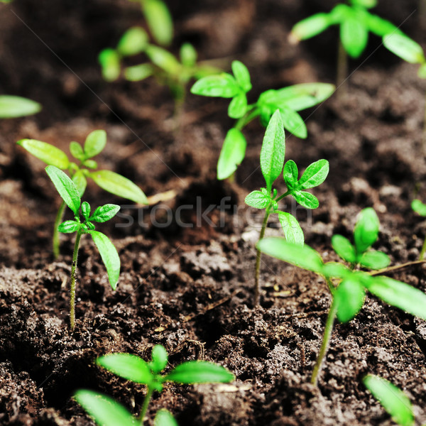 Spruit tomaat aarde veld groene vuil Stockfoto © taden