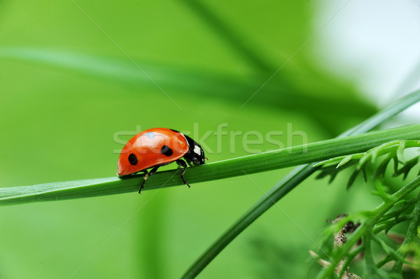 Ladybug трава красный Коровка семь черный Сток-фото © taden