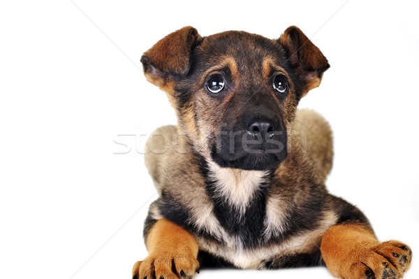 Perro marrón pelo animales estudio hermosa mascotas Foto stock © taden