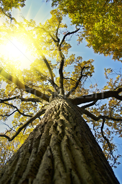 oak with yellow leafes Stock photo © taden