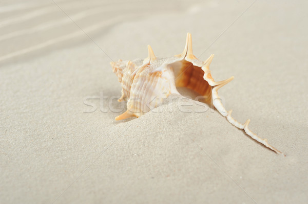 cockleshell on sand Stock photo © taden
