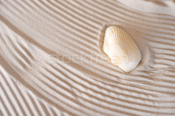 cockleshell on sea sand Stock photo © taden