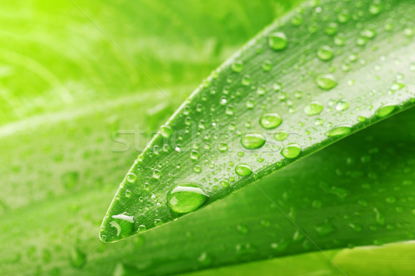 Zielony liść kropla wody wody roślin spadek Zdjęcia stock © taden