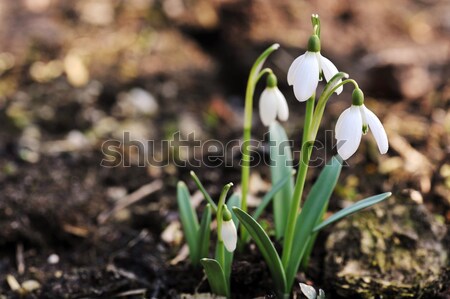 Fleurs fraîches augmenté nature feuille vie [[stock_photo]] © taden