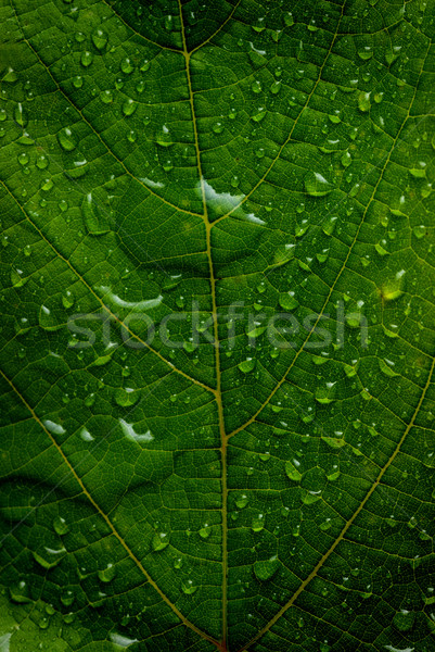Yeşil yaprak su damlası su soyut yaz Stok fotoğraf © taden