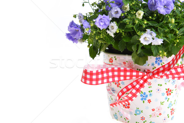  campanula flowers Stock photo © taden