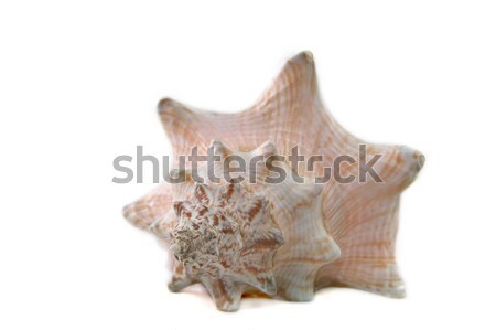 Mar Shell aislado blanco agua textura Foto stock © taden