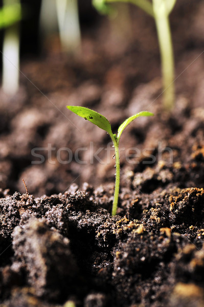 Hajtás paradicsom Föld mező zöld kosz Stock fotó © taden