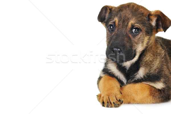 Foto stock: Perro · marrón · pelo · animales · estudio · hermosa · mascotas