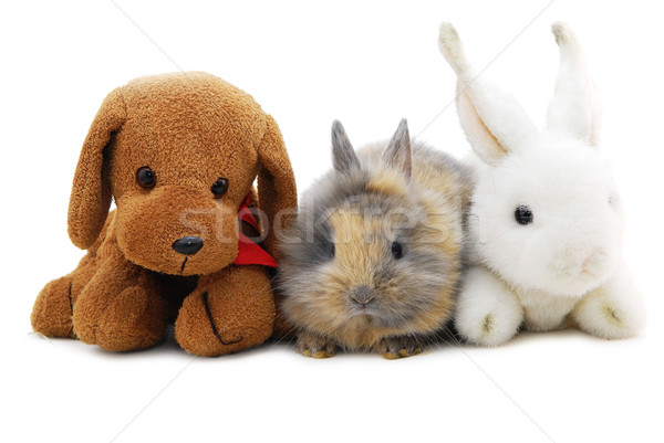 Foto stock: Pequeño · conejo · juguetes · aislado · blanco · Pascua