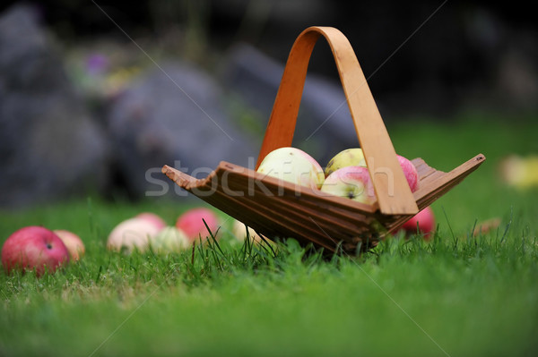 [[stock_photo]]: Panier · pommes · osier · jardin · été · vert