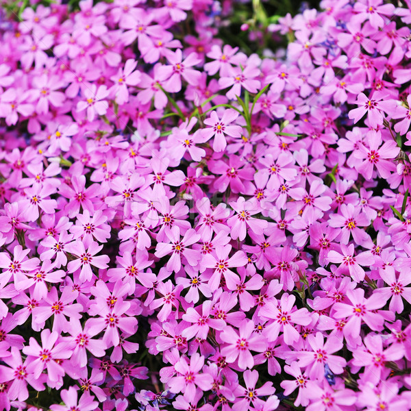 purple phlox subulata Stock photo © taden