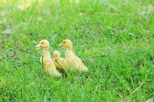 three fluffy chicks Stock photo © taden