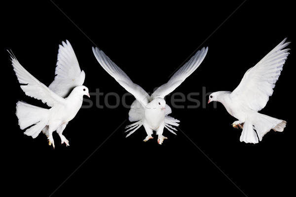 white pigeon and  hand Stock photo © taden