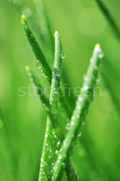 Harmat zöld fű nedves közelkép tavasz természet Stock fotó © taden
