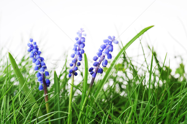 Foto stock: Jacinto · flor · crescente · grama · verde · grama · natureza