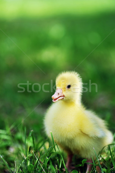 Patito hierba verde edad hierba nino Foto stock © taden