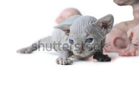 Aranyos kopasz baba macska közelkép kutya Stock fotó © taden