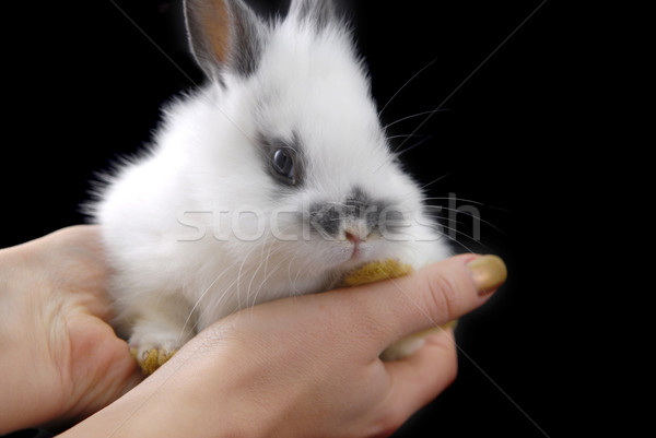 hadns holding small rabbit Stock photo © taden