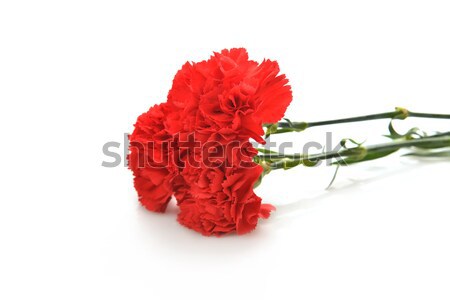 Rojo clavos flor aislado primavera Foto stock © taden