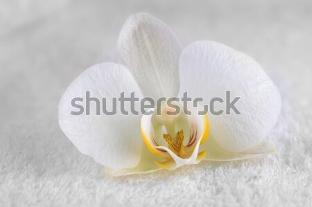 Witte orchidee verrukkelijk geïsoleerd bloemen Stockfoto © taden