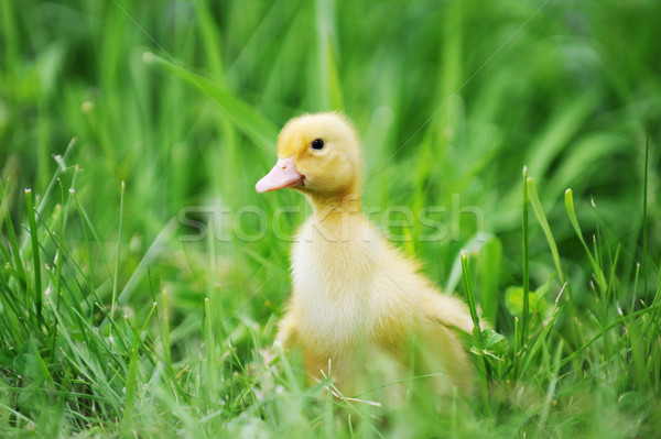 Patito hierba verde edad hierba nino Foto stock © taden