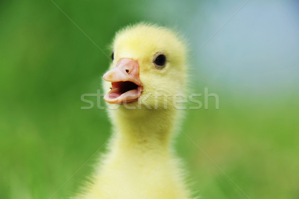 Cute puszysty chick 7 dni starych Zdjęcia stock © taden