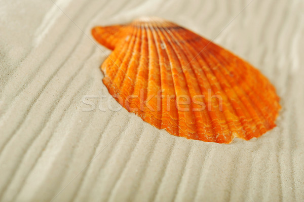 cockleshells on sand Stock photo © taden