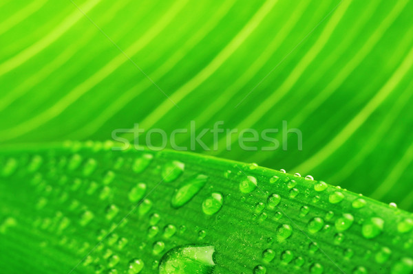 Hoja verde gota de agua agua planta caída Foto stock © taden