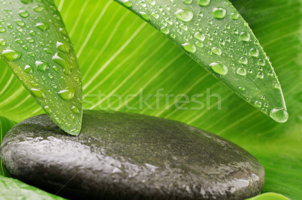 Hoja verde gris piedra verde gota de agua Foto stock © taden