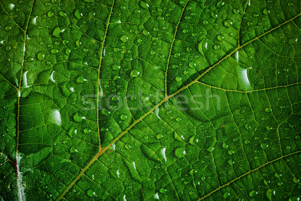 green leaf Stock photo © taden