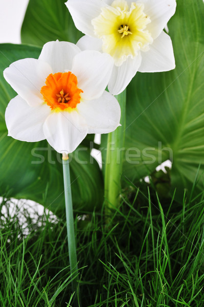 Blossoming narcissuses Stock photo © taden