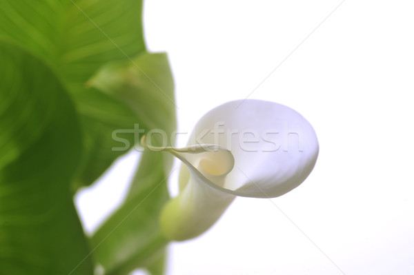 Foto d'archivio: Fiore · bianco · foglie · verdi · primavera · natura · sfondo