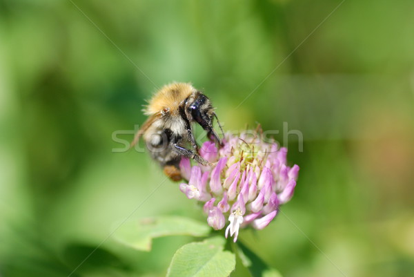 Stock photo: Bee on  flower  