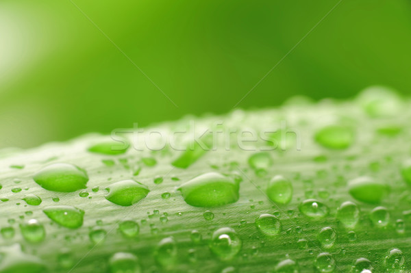 Foto d'archivio: Verde · impianto · foglia · gocce · d'acqua · fresche