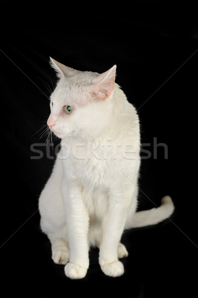 Alb pisica domestica drăguţ izolat ochi natură Imagine de stoc © taden